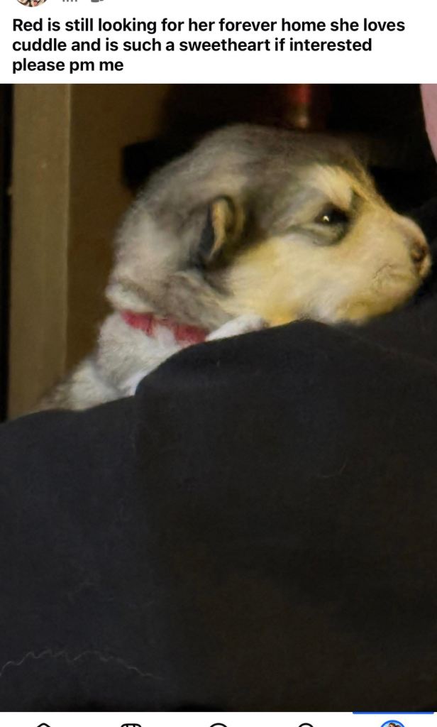 Alaskan. Malamute puppy 