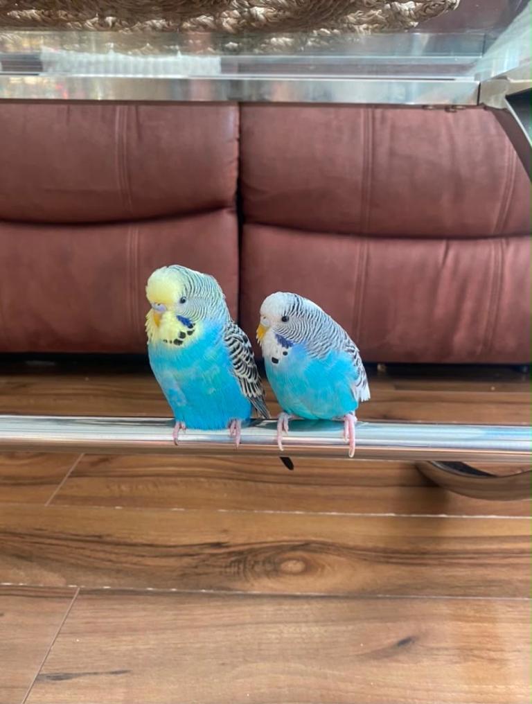 Budgies with cage 