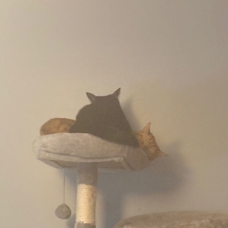 2 Beautiful Male Adult Cats