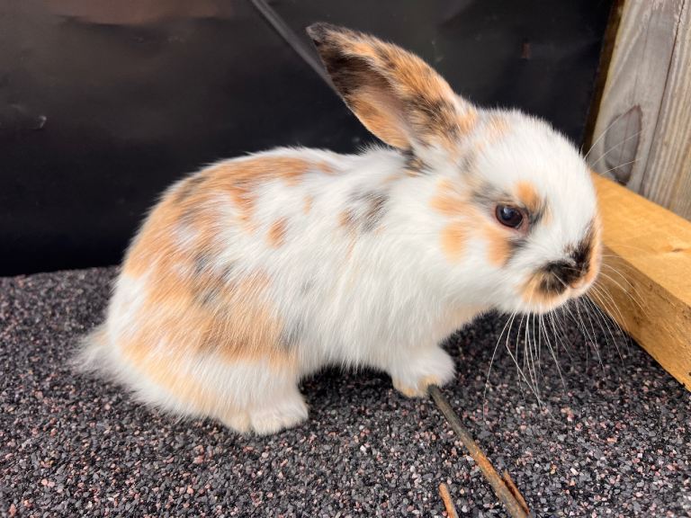 **NOW SOLD** MALE TRI COLOUR MINI LOP