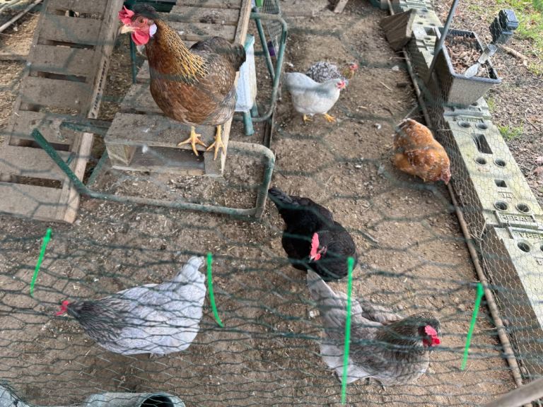 Special egg layers & Wyandotte Banthams for sale