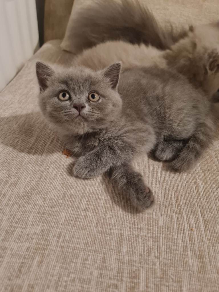British shorthair male kitten ready to leave now 