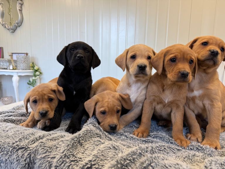 Stunning Labrador puppies 
