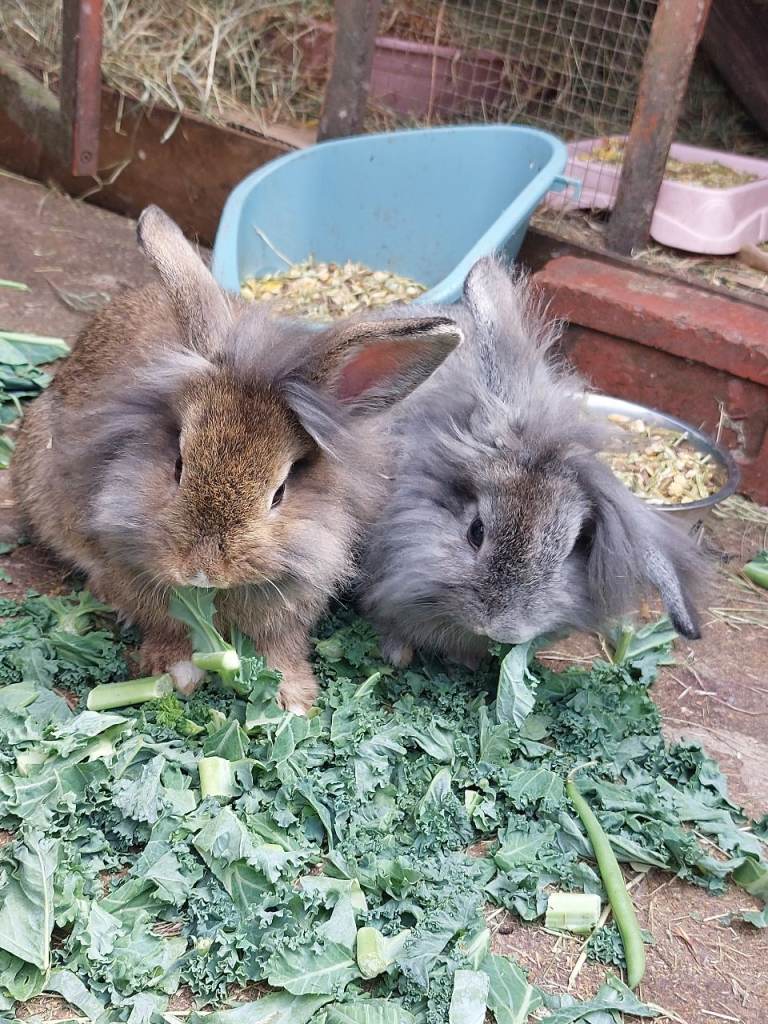 Male lionhead cross rabbits