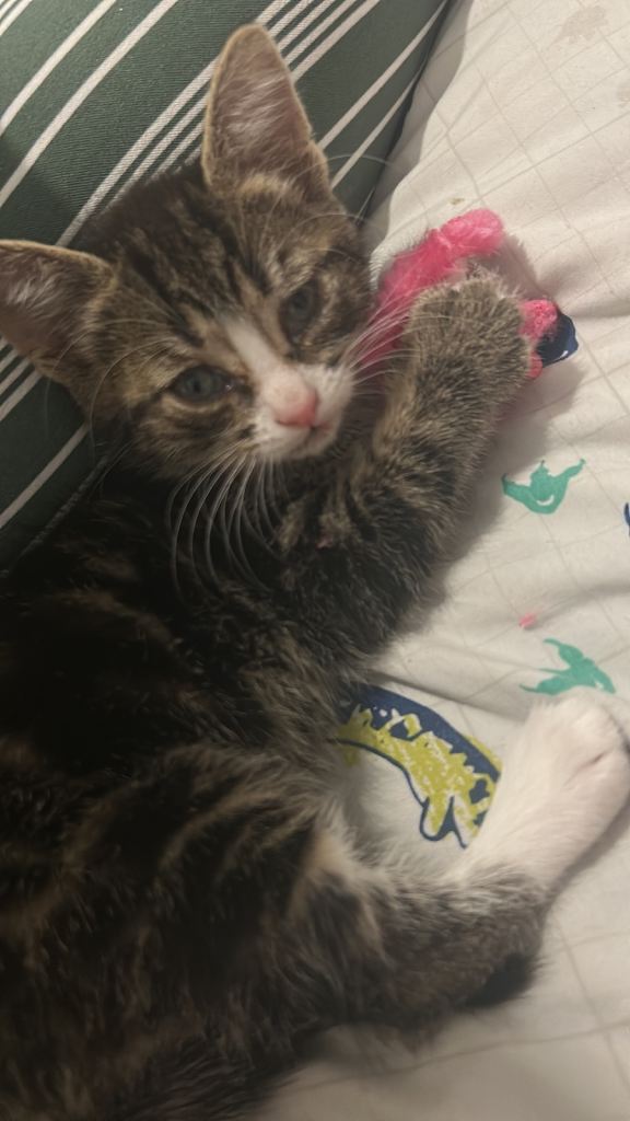 Ready now 8 week old kitten for sale 