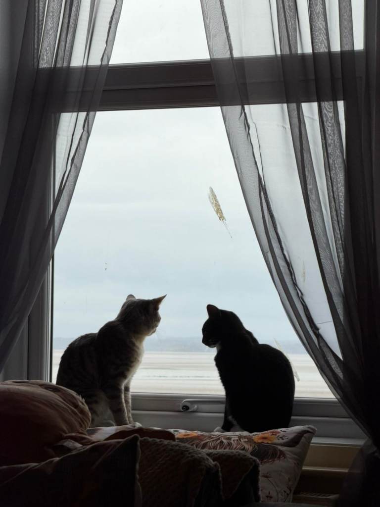 2 male cats need rehoming 