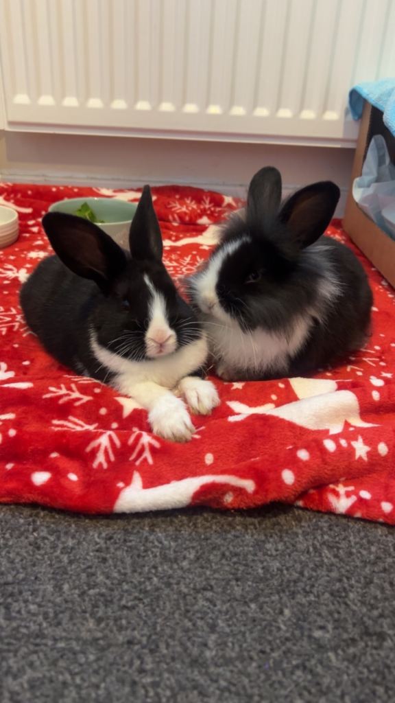 two Free roam 4 months old girl rabbits lion  head and short hair with set up 