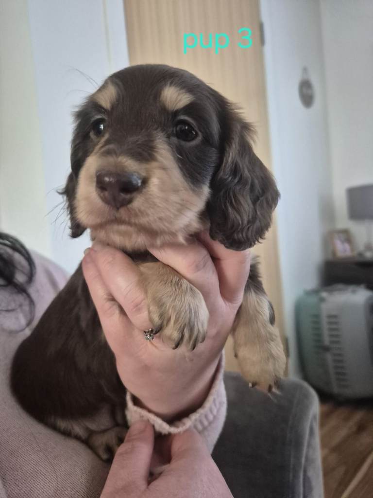 Miniature longhaired daschunds