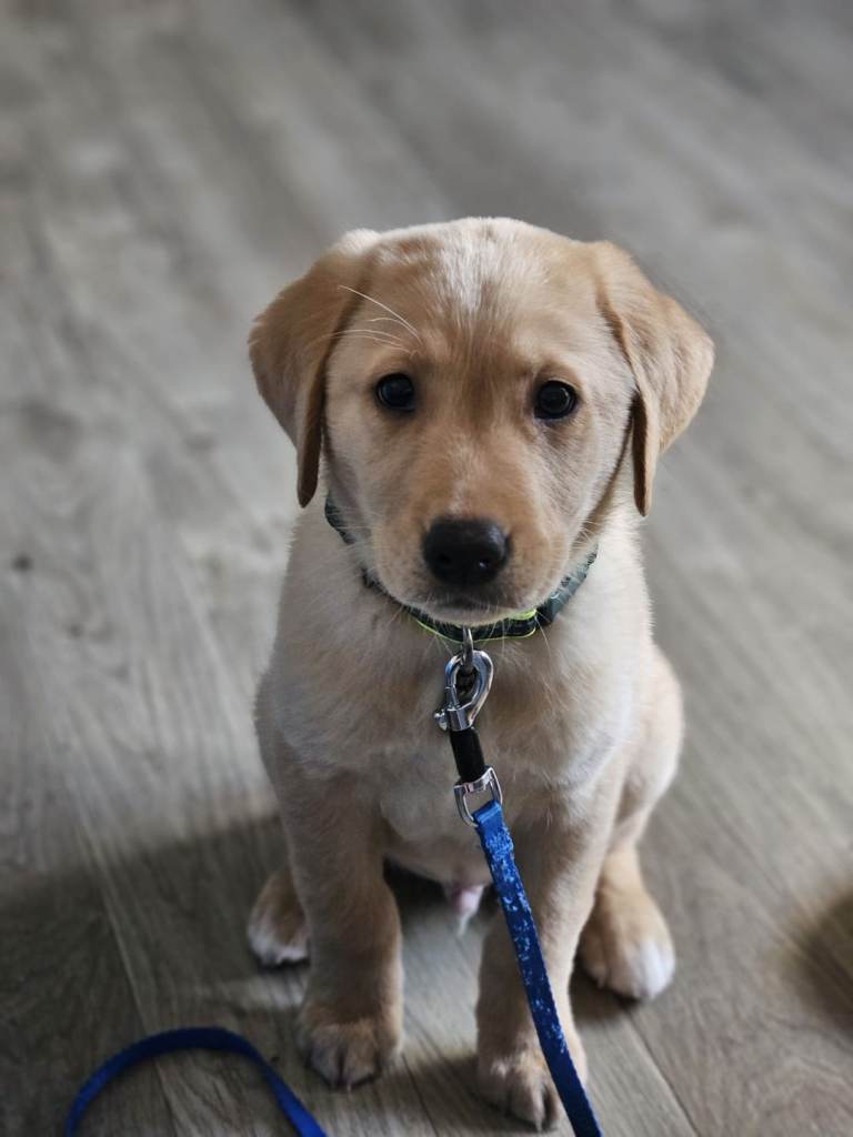 Golden male labdrador for sale
