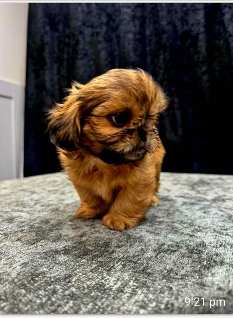 Beautiful shih tzu male very small
