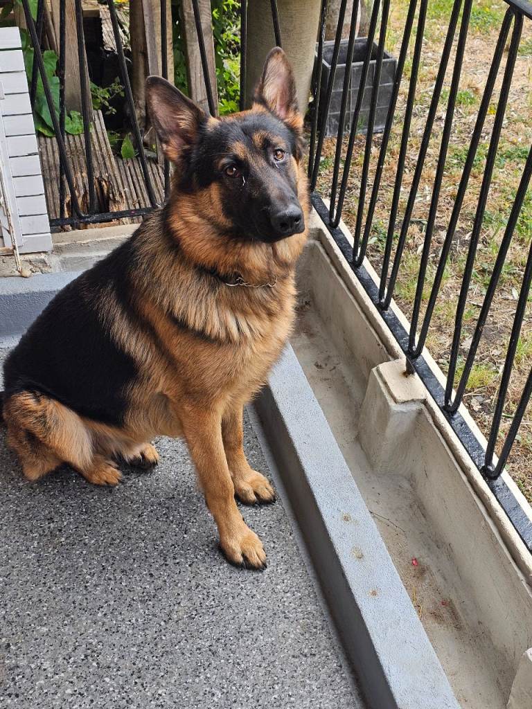 9 month german shepherd puppy 