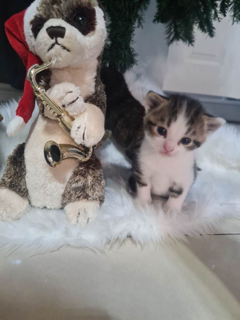 Kittens Not Ready 'Til 20th Jan '26