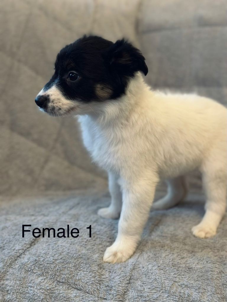 2 border collie / Shetland collie puppies