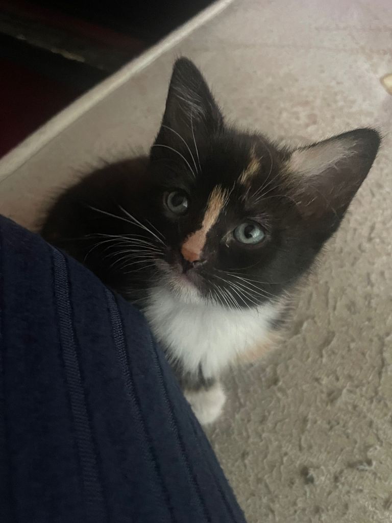 beautiful female kitten for sale !!!