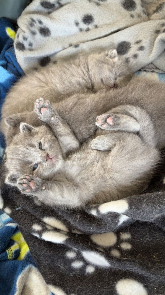 British short hair kittens 