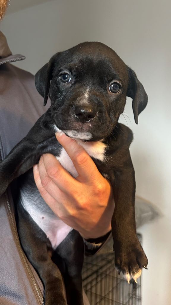 2 LEFT🩷🐶 Adorable Female Staffy Cross Puppies Looking for Loving Homes 🐾