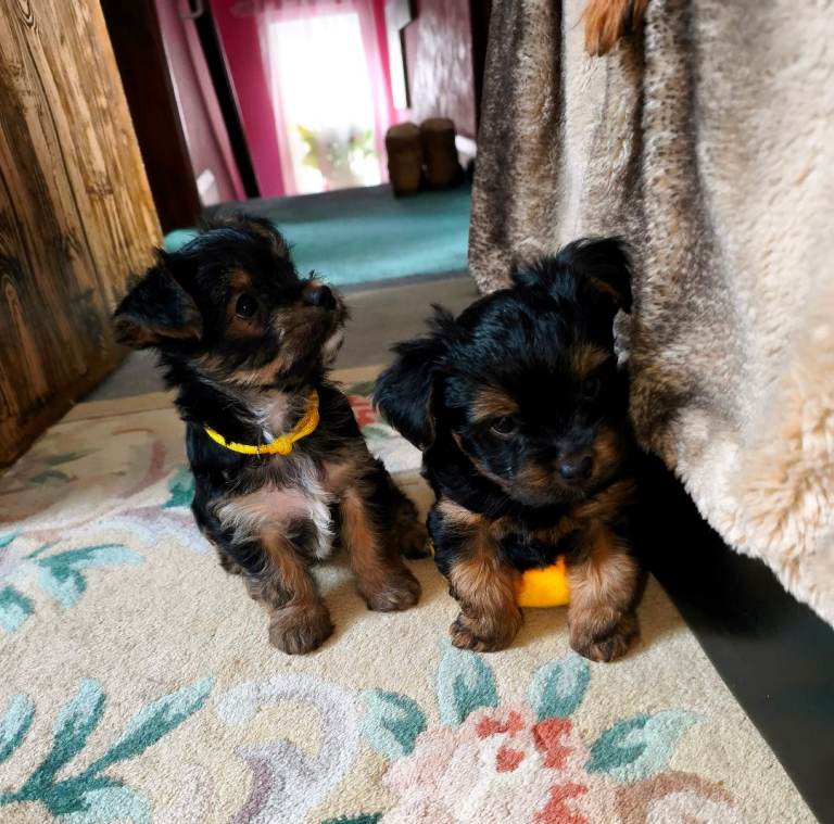 Yorkshire Terrier Puppies – Super Cute, Ready Now 🐶