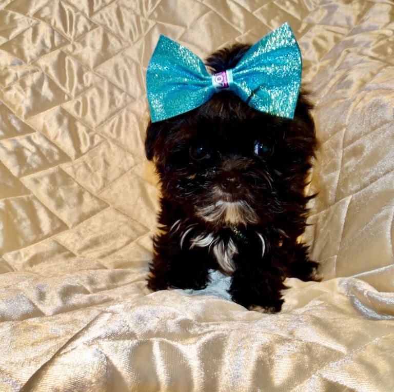 ***XXXXXXXS Ultra Rare Micro Black White Tiny F1 Maltese X Toy Poodle Maltipoo Puppy 5 months old***