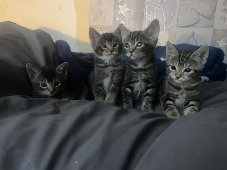 4kittens mixed sex litter 