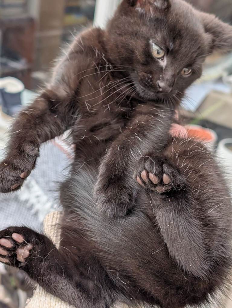 Female kitten for sale