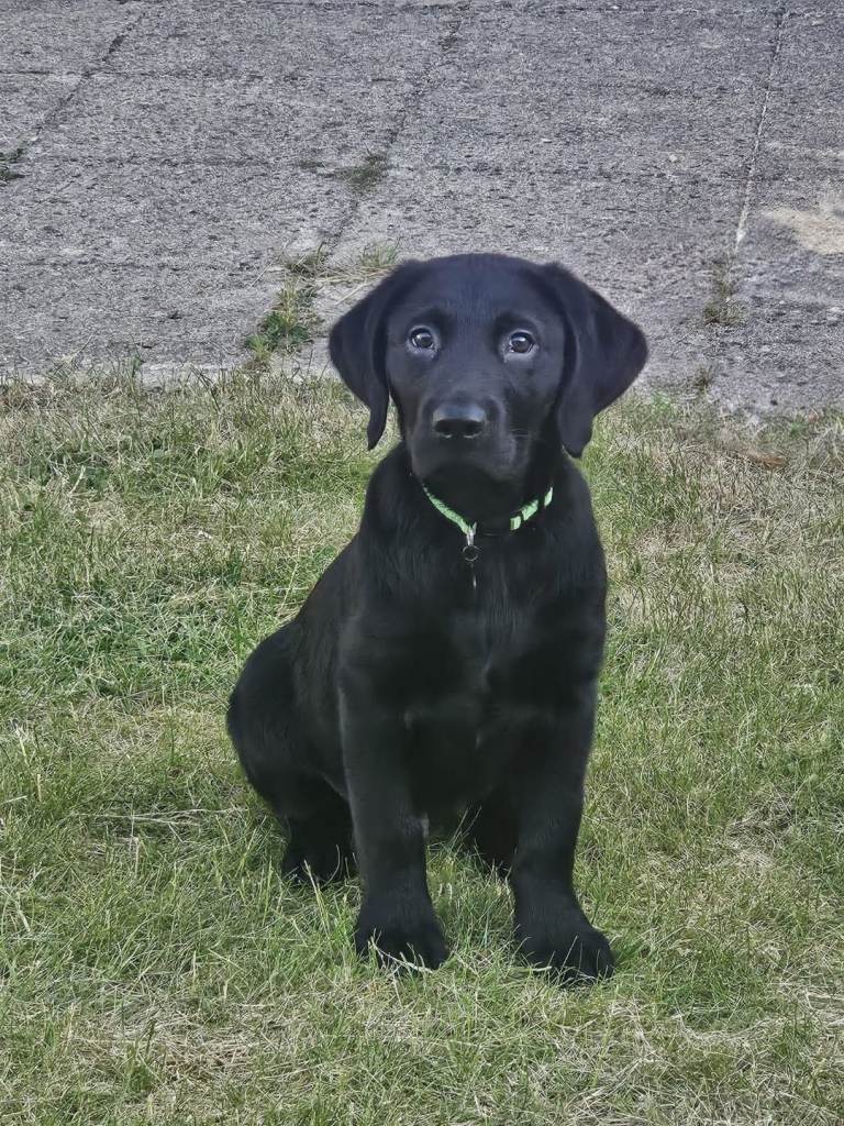 Black Labrador for sale