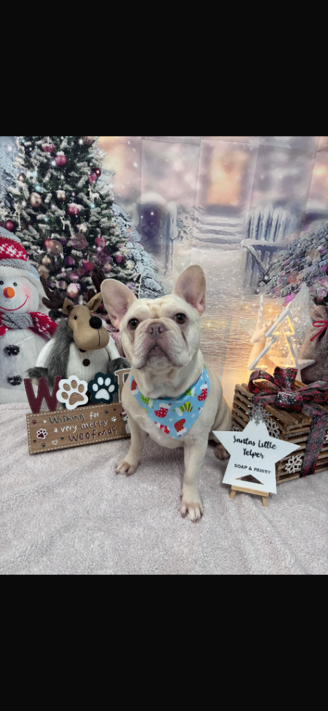 Looking for a female dog,