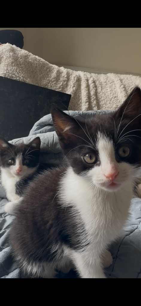 KITTENS FOR SALE 