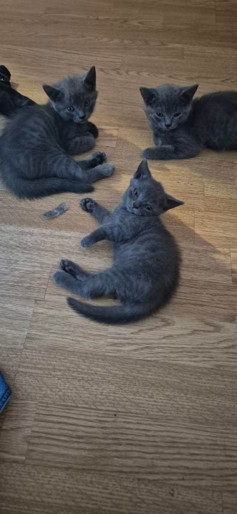 British shorthair x kittens