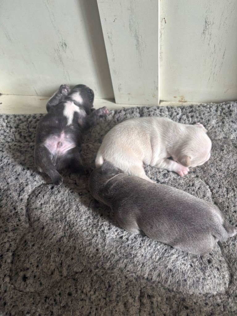 frenchie puppies for sale 