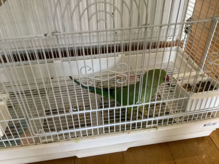 I have a Indian ring, Nick for sale 