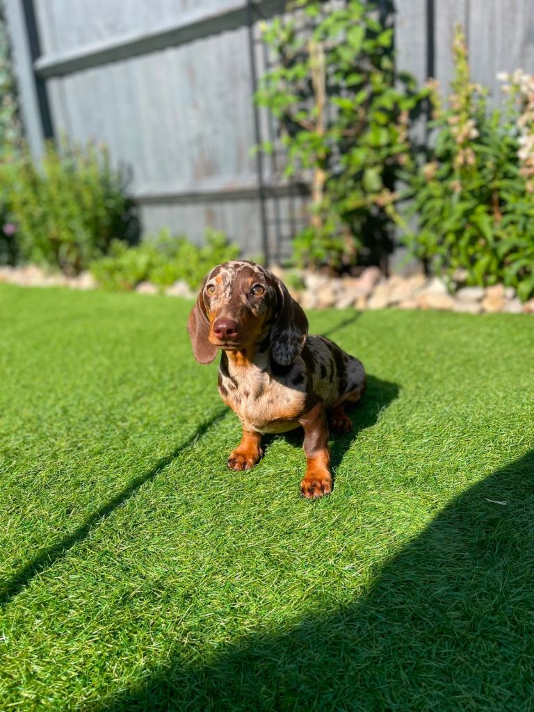 Outstanding Kennel Club registered true to size Miniature Dachshund puppy.