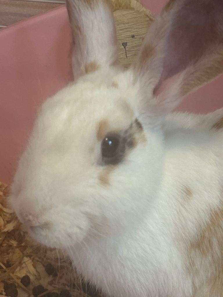 Female rabbit 