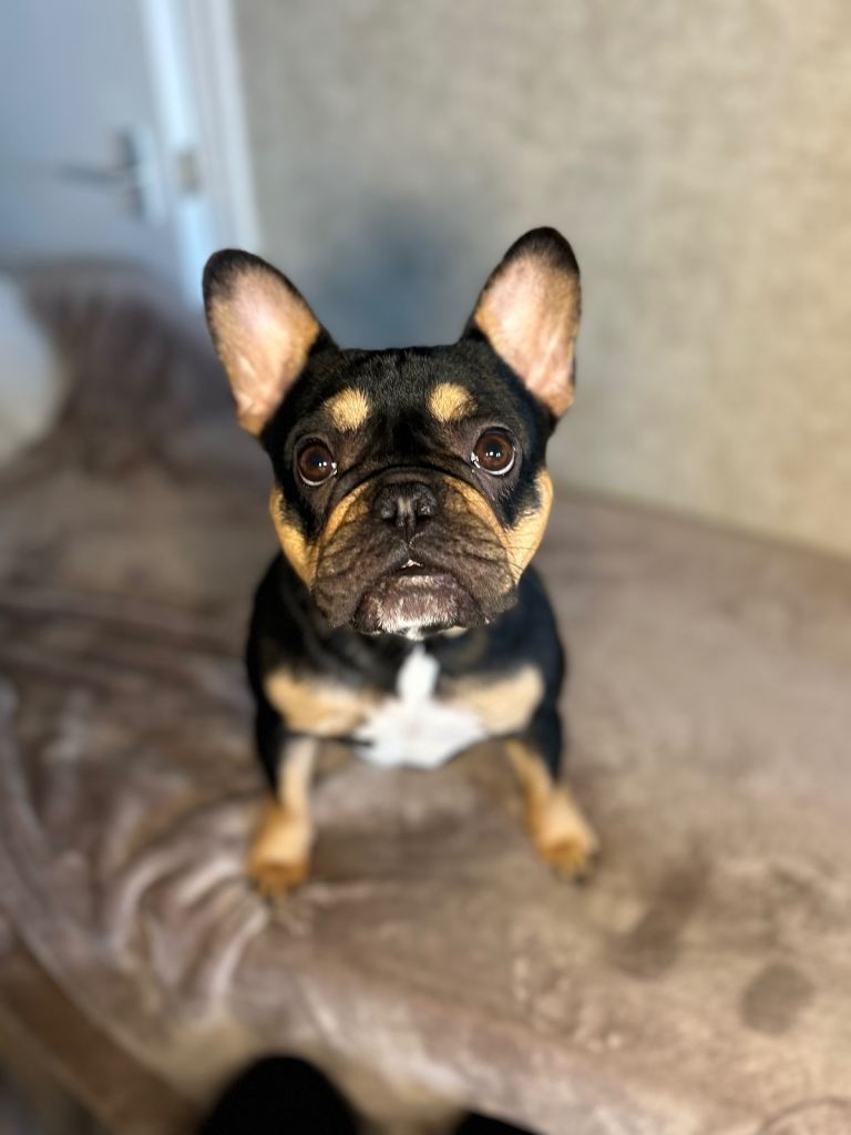 1 year old French bulldog 
