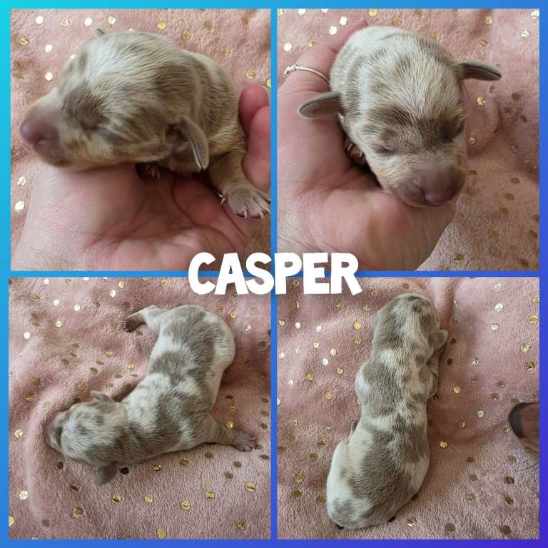 Minature Dachshund puppies
