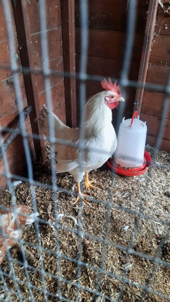 Free white leghorn Cockerell 
