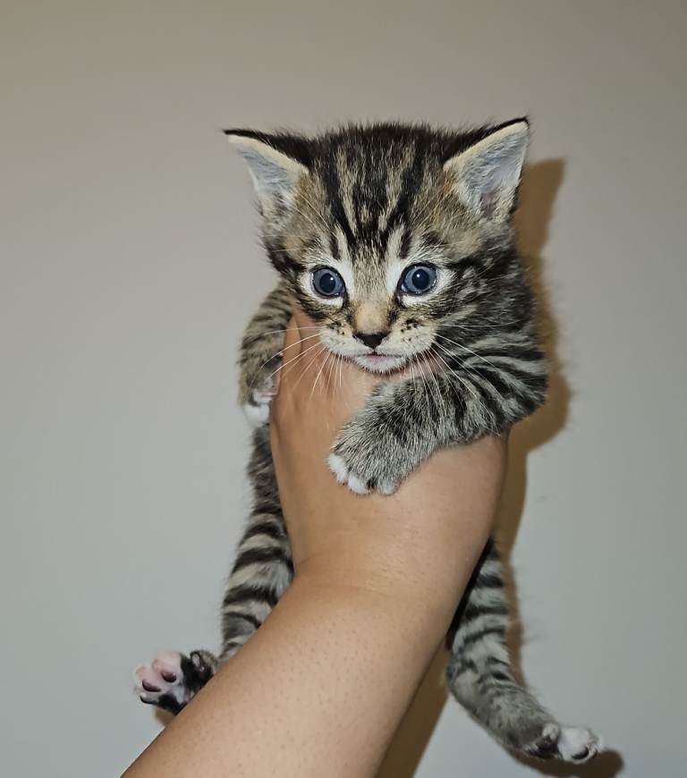 Tabbyxbengalxmaincoon kittens for sale  