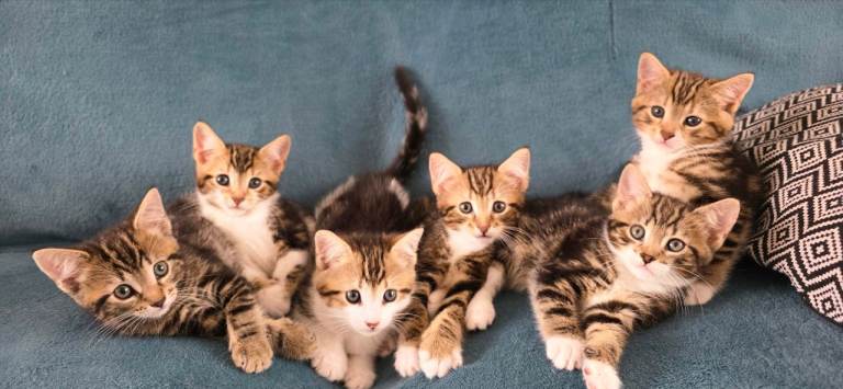  8 weeks old  Kittens ready to go 