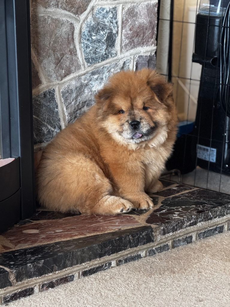 READY TO LEAVE NOW Chow Chow Puppies