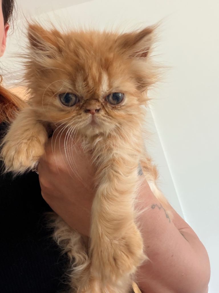Persian flat face kittens exotic 