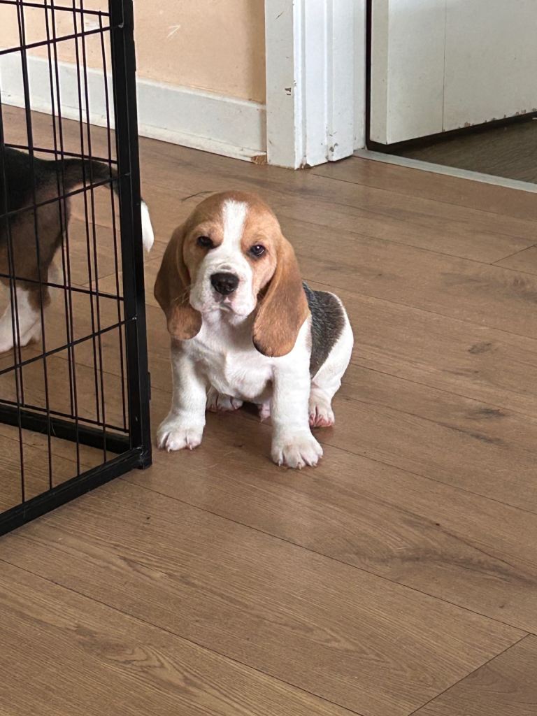 KC registered beagle puppies