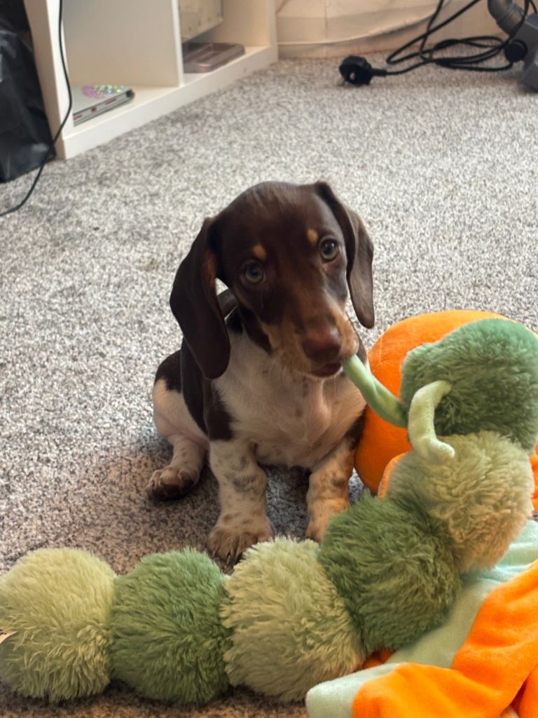 KC REGISTERED MINI DACHSHUND 