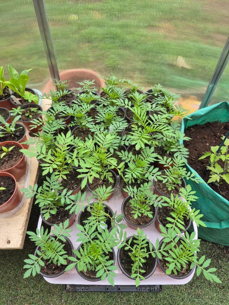 Dwarf marigolds 