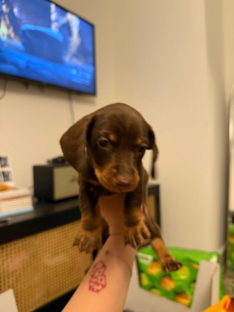 Miniature daschund puppy