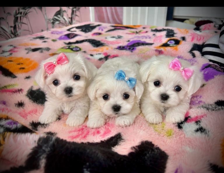 Korean miniature Maltese X Malitachon 