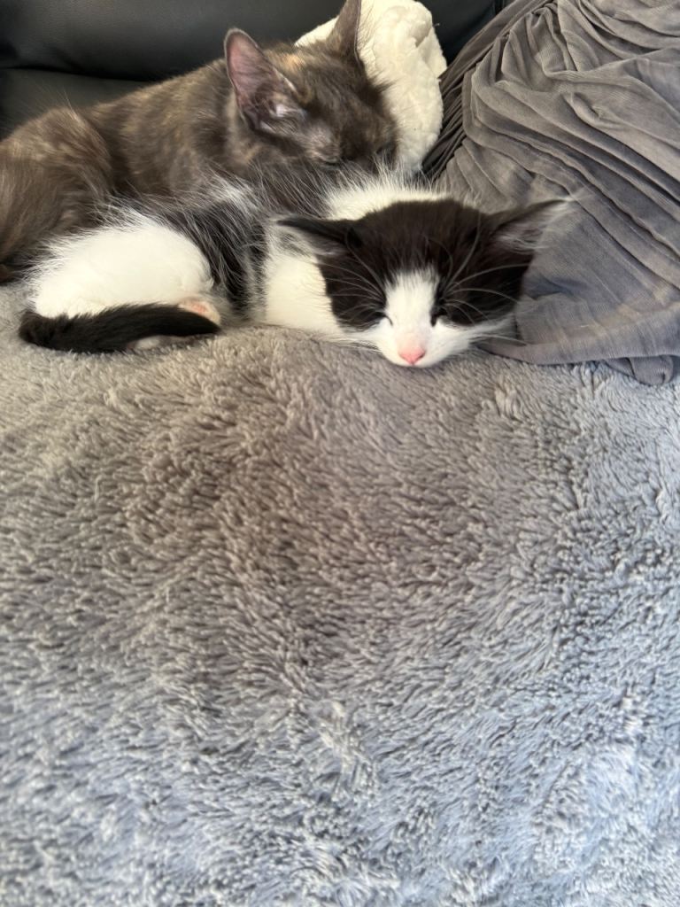 3 kittens 