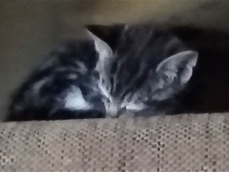 5 kittens available 