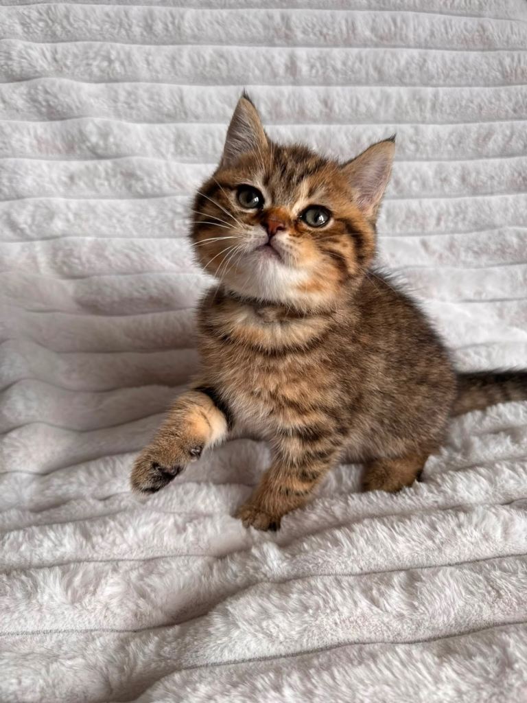 😻Beautiful BRITISH SHORTHAIR KITTENS😻