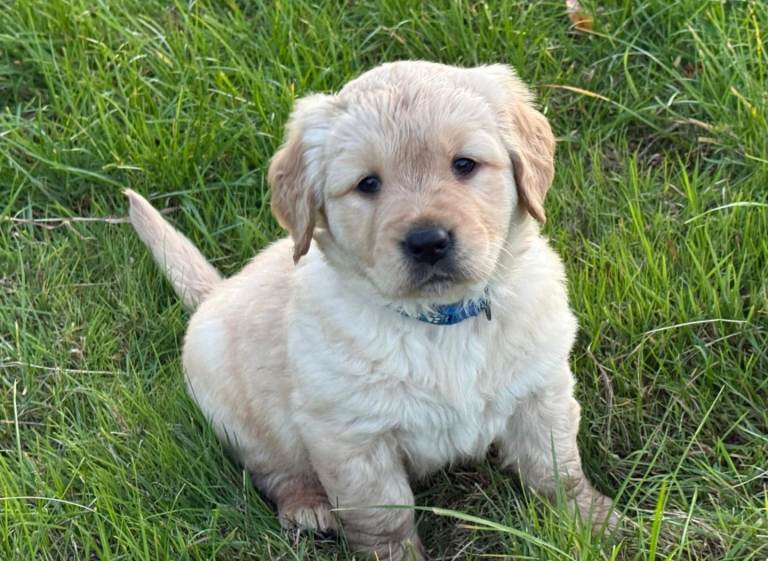 KC registered golden retrievers