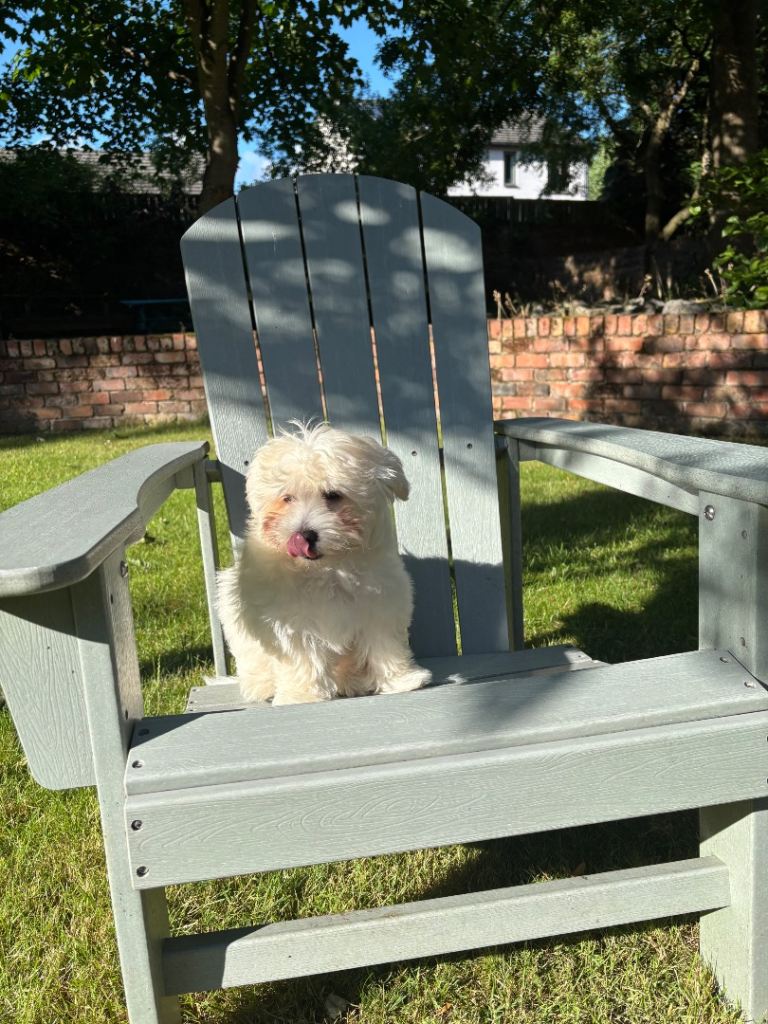 Maltese puppy