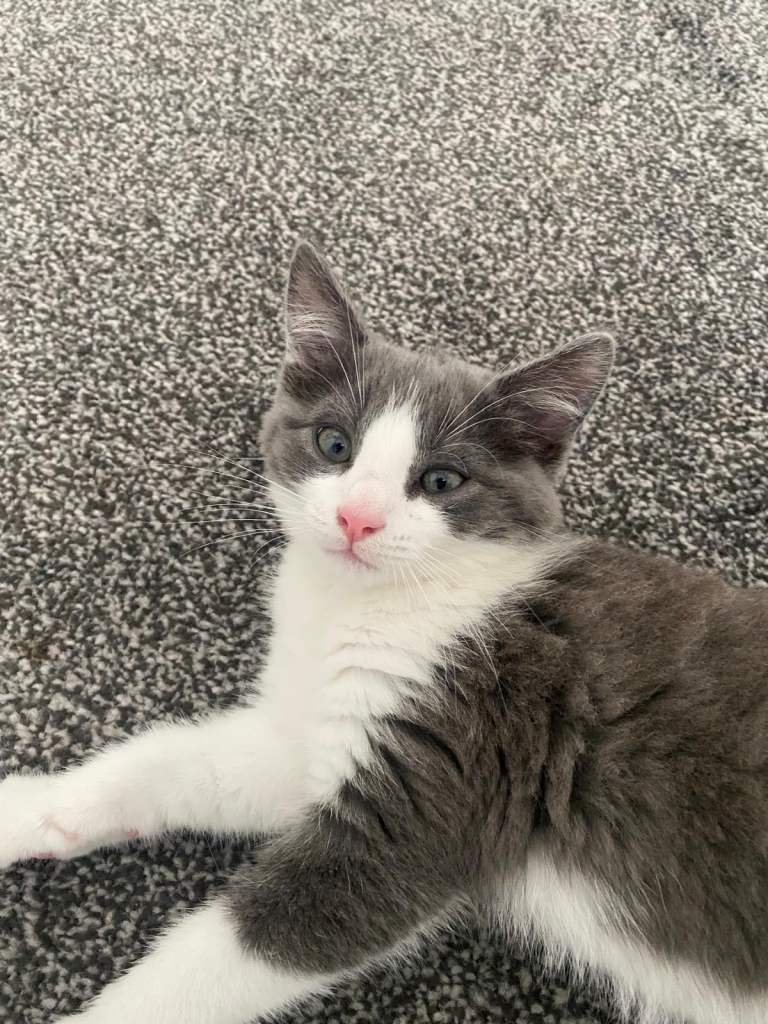 Grey white kitten